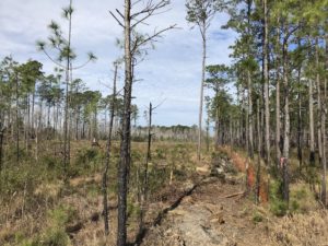 US 70 Havelock Bypass Project Protects Sensitive Longleaf Pine Habitat