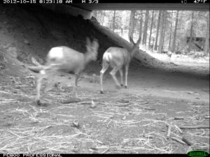 Wildlife under-crossing in central Oregon reaches milestone