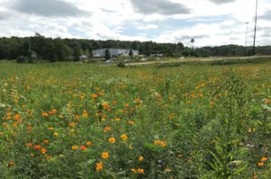 Erie County Event Brings Awareness to PennDOT's Pollinator Program